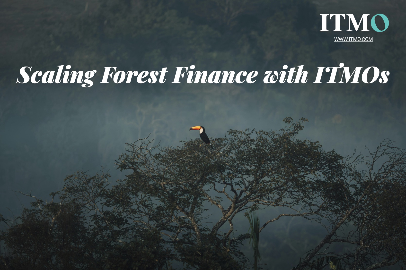 Scaling-Forest-Finance-ITMOs